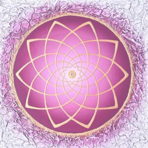 bild venusblume full of love cm weiss bordeaux gold